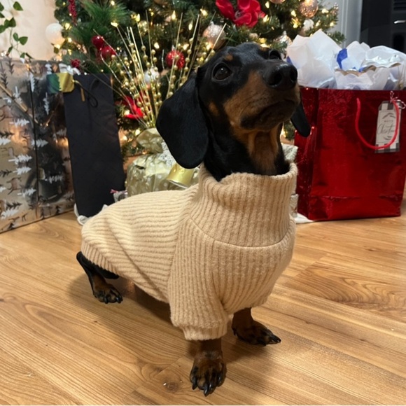 Miniature Dachshund Turtleneck Sweater - Picture 1 of 9